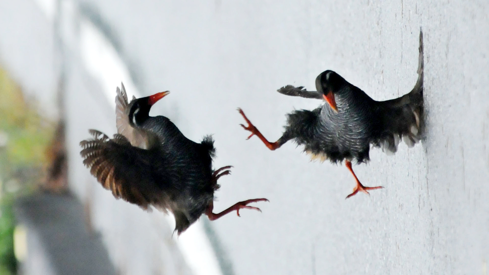 ヤンバルクイナ