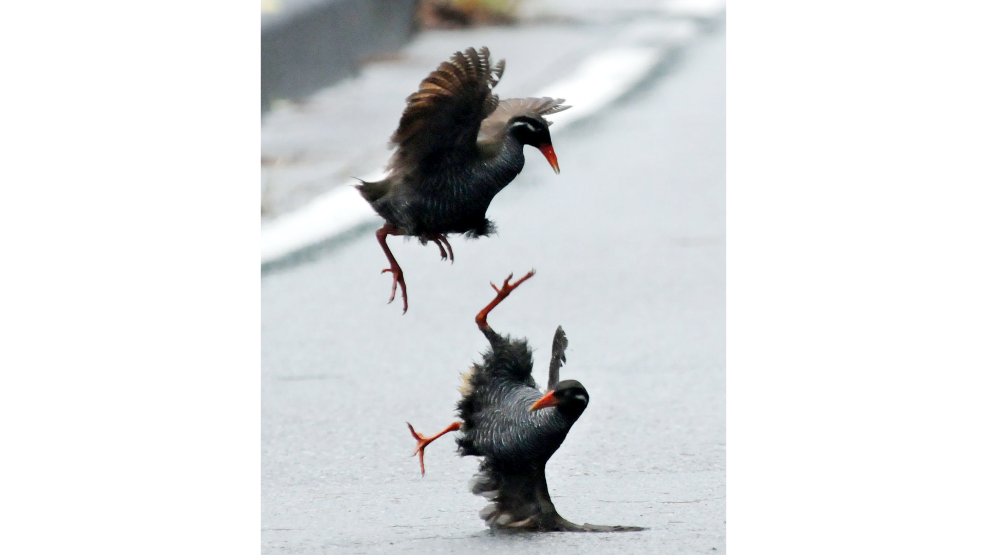 ヤンバルクイナ
